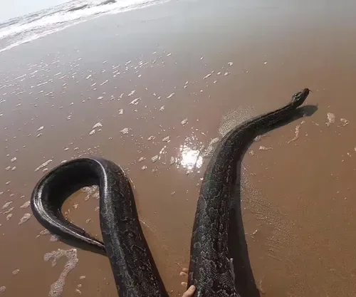 WATCH: Giant python rescued from Scottburgh beach after struggling in the waves