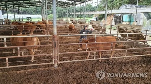 전북도, 소·염소 55만여마리 구제역 백신 일제 접종