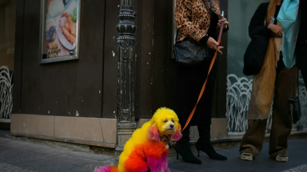 Bunter Hund