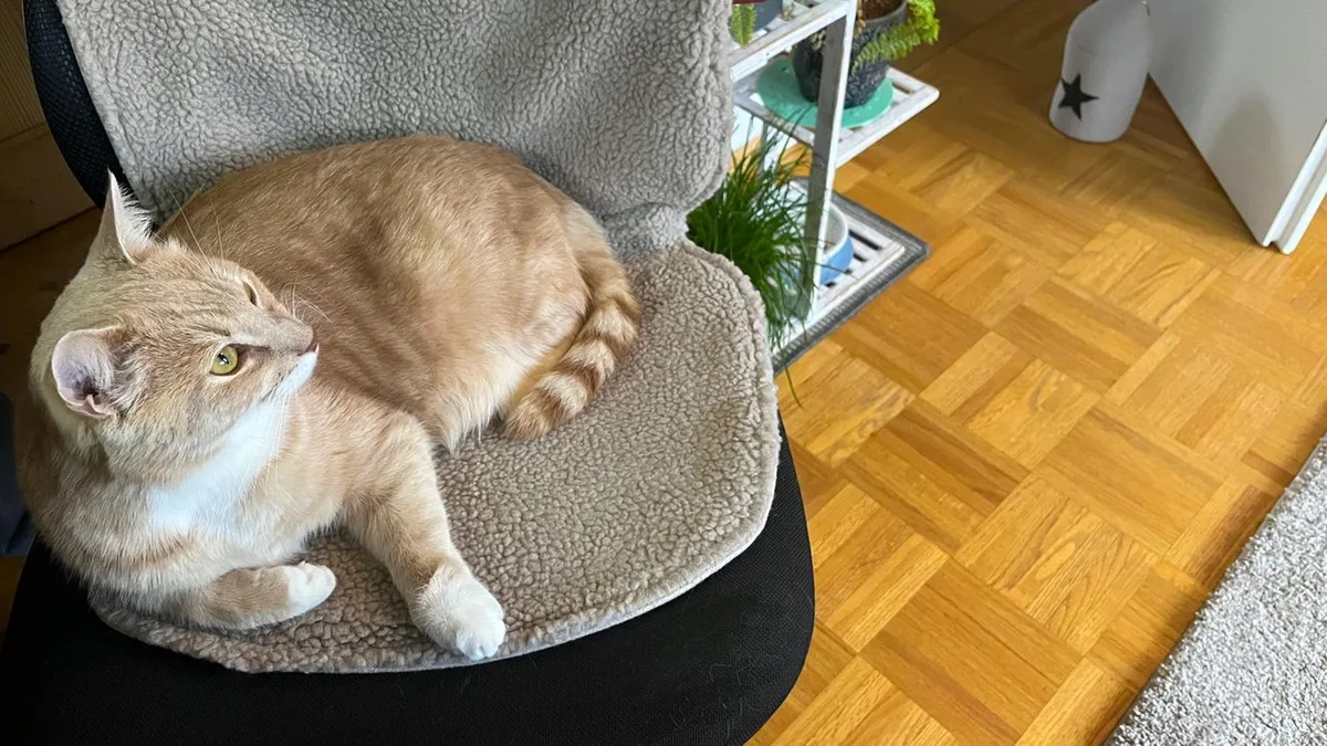 Big Hug³: Stoov-Heizdecke für Stühle: Kann die kabellose Wärmeauflage im Test überzeugen?