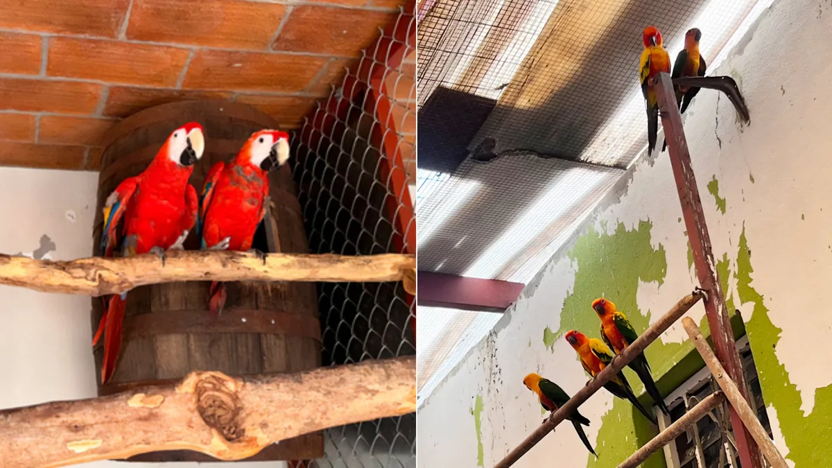 Guacamayas, loros y cotorras entre las 252 aves aseguradas por Profepa en Sinaloa