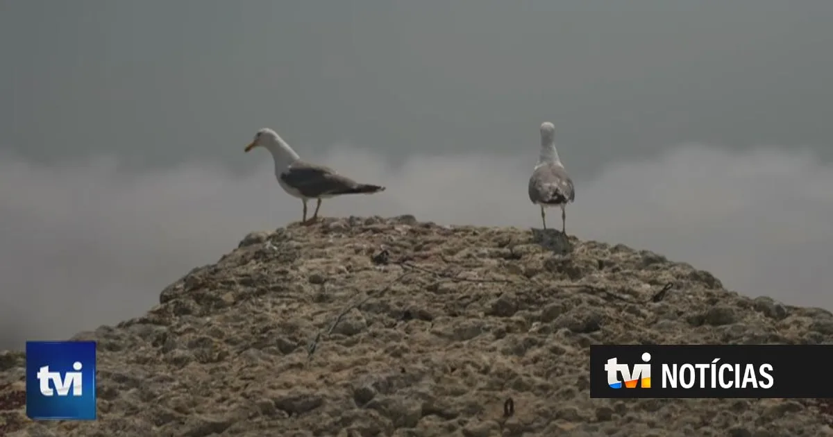 5.º Elemento: descubra uma nova Nazaré
