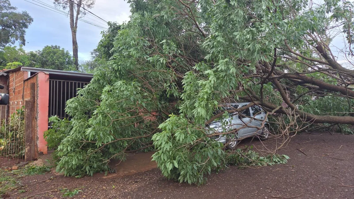 Temporal com ventos de 81 km/h derruba árvores e causa estragos em Dourados