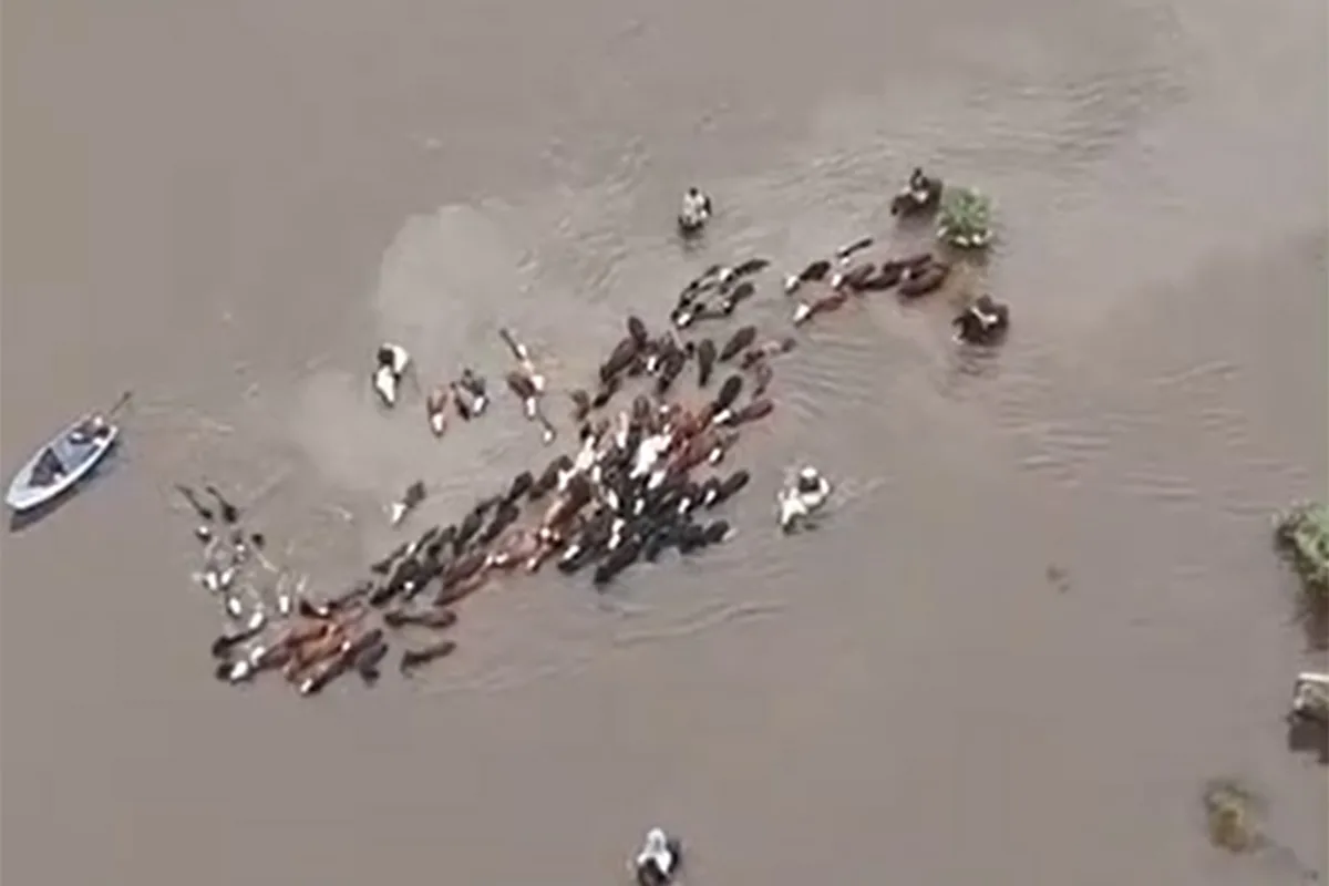 “Se inunda todo”: impactantes imágenes de un éxodo obligado para salvar las vacas