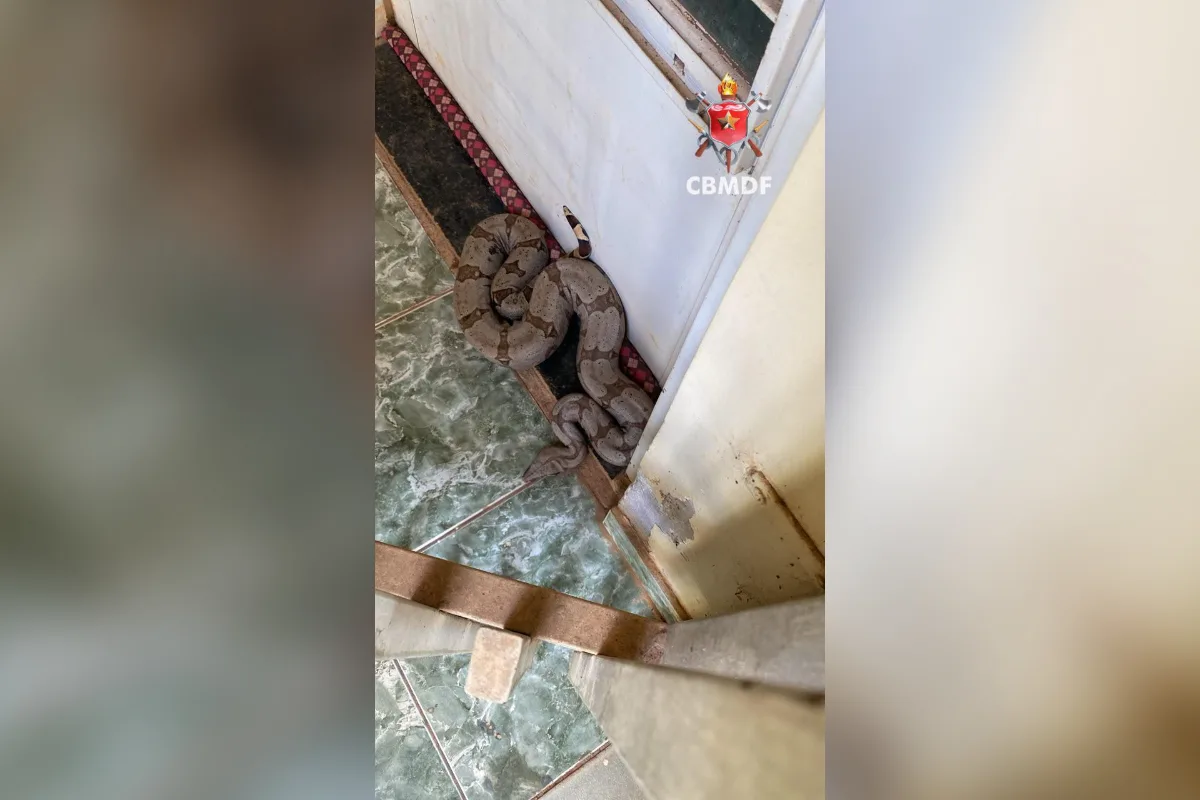 Jiboia é resgatada em porta de construtora em São Sebastião