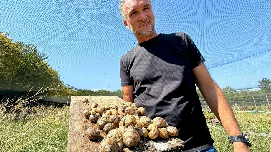 Canicule : les escargots en bavent, en Vendée et en Loire-Atlantique les éleveurs s'adaptent pour trouver la fraîcheur