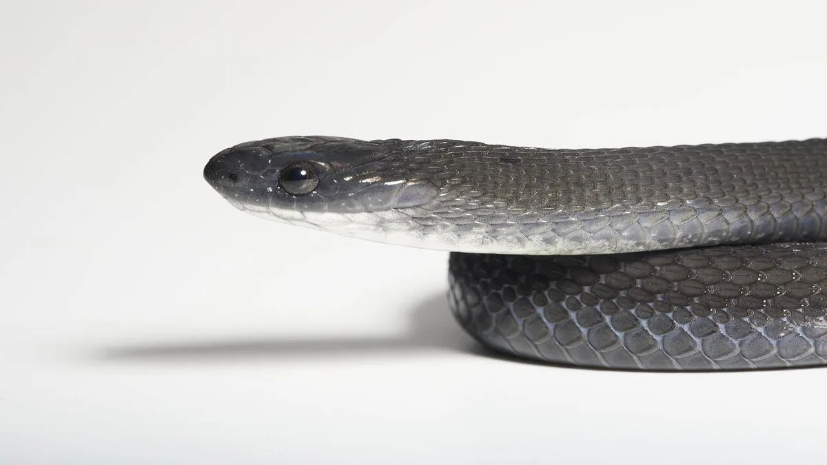 New snake species found in Ethiopia eats only bird eggs