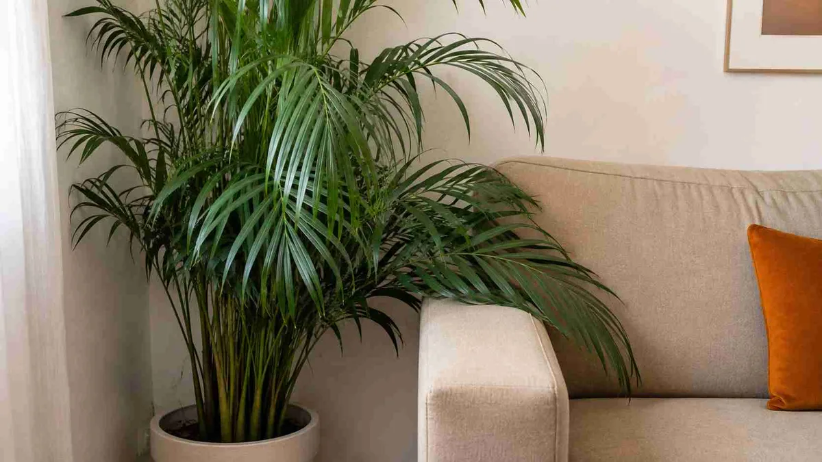 Areca-bambu com folhas encostando no sofá e na parede: quando o problema deixou de ser cultivo e passou a ser falta de espaço