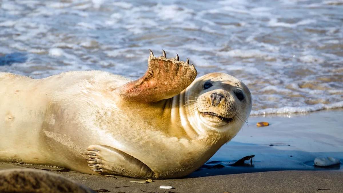 Naturwunder an der Nordsee - So meistern die Tiere des Wattenmeers Ebbe und Flut