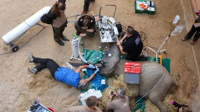 Tierpark Berlin: Elefantenbulle bekommt Stoßzahn-OP