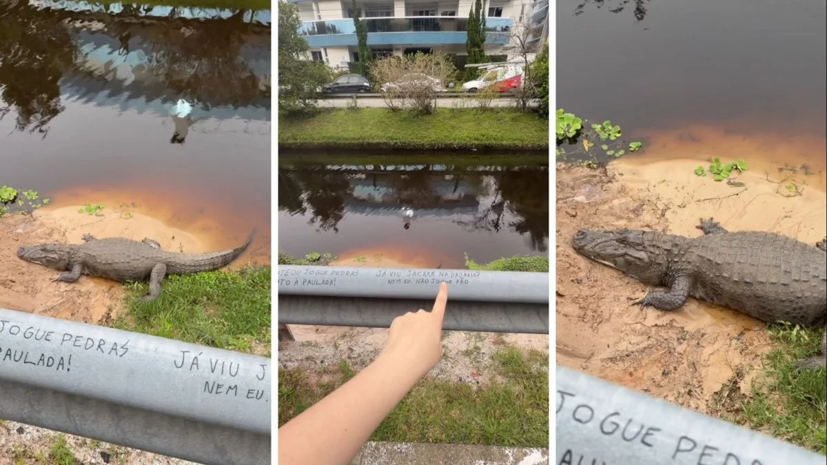 Moradora flagra animal que usa ‘giro da morte’ para despedaçar as presas descansando à beira de córrego em bairro famosinho de Florianópolis