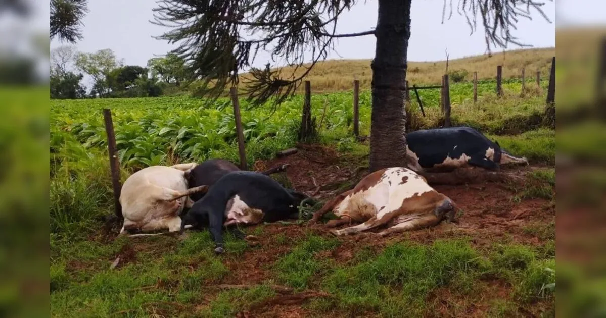 Raio atinge e mata 5 vacas leiteiras durante forte temporal em Rio Bom