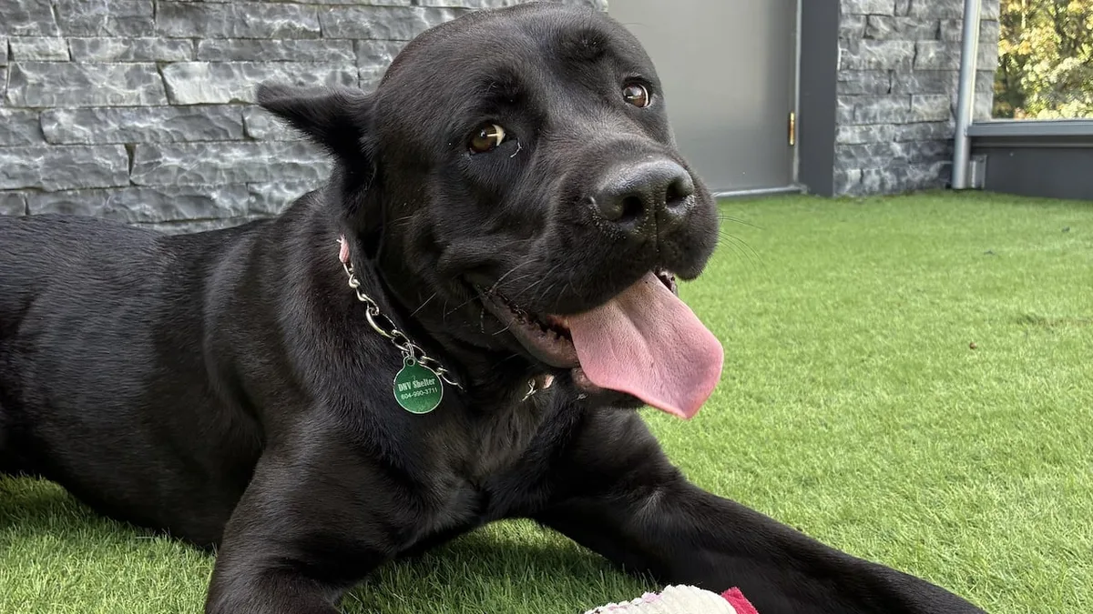 How long can shelter animals be left alone overnight? B.C. advocates want a limit written in law