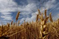 Rio Grande do Sul começa a colheita de trigo, diz Emater
