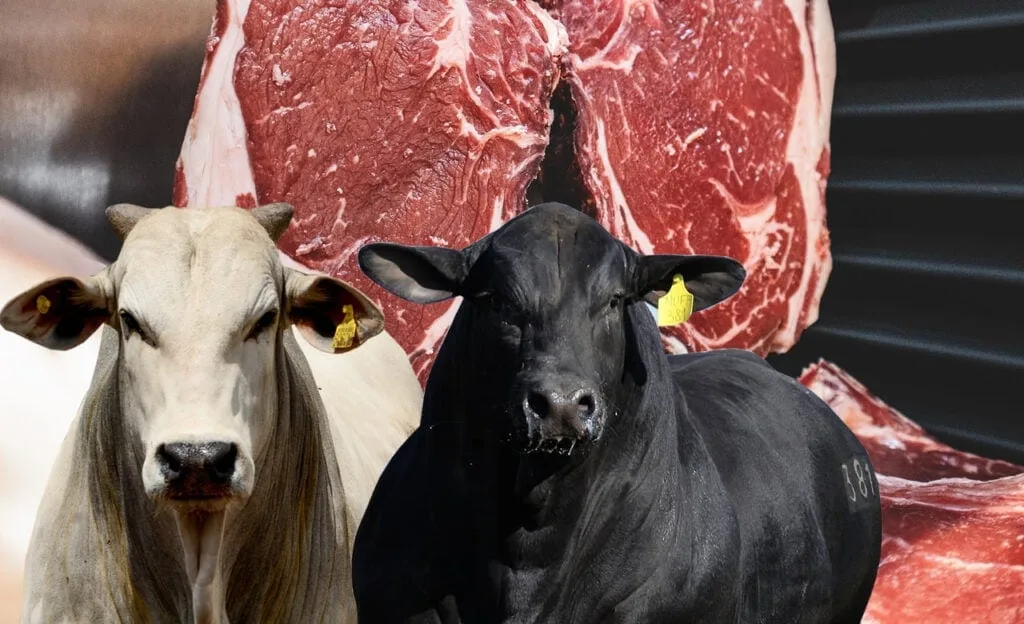 Aos poucos, acreano vê que ter boi no pasto não implica em carne barata