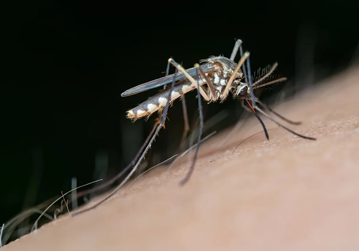El virus del Nilo sigue avanzando en Extremadura que notifica seis nuevos contagios y suma un total de 17