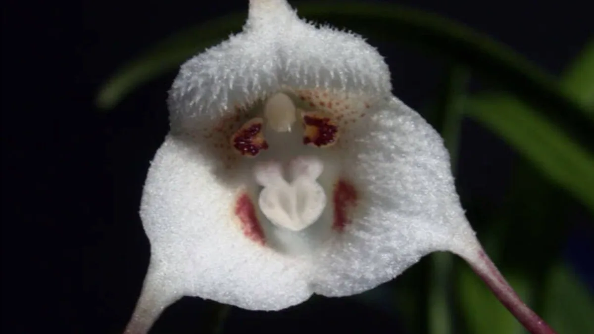 Las orquídeas más raras del mundo son tan extrañas que ahora la ciencia cree que pueden morir de amor