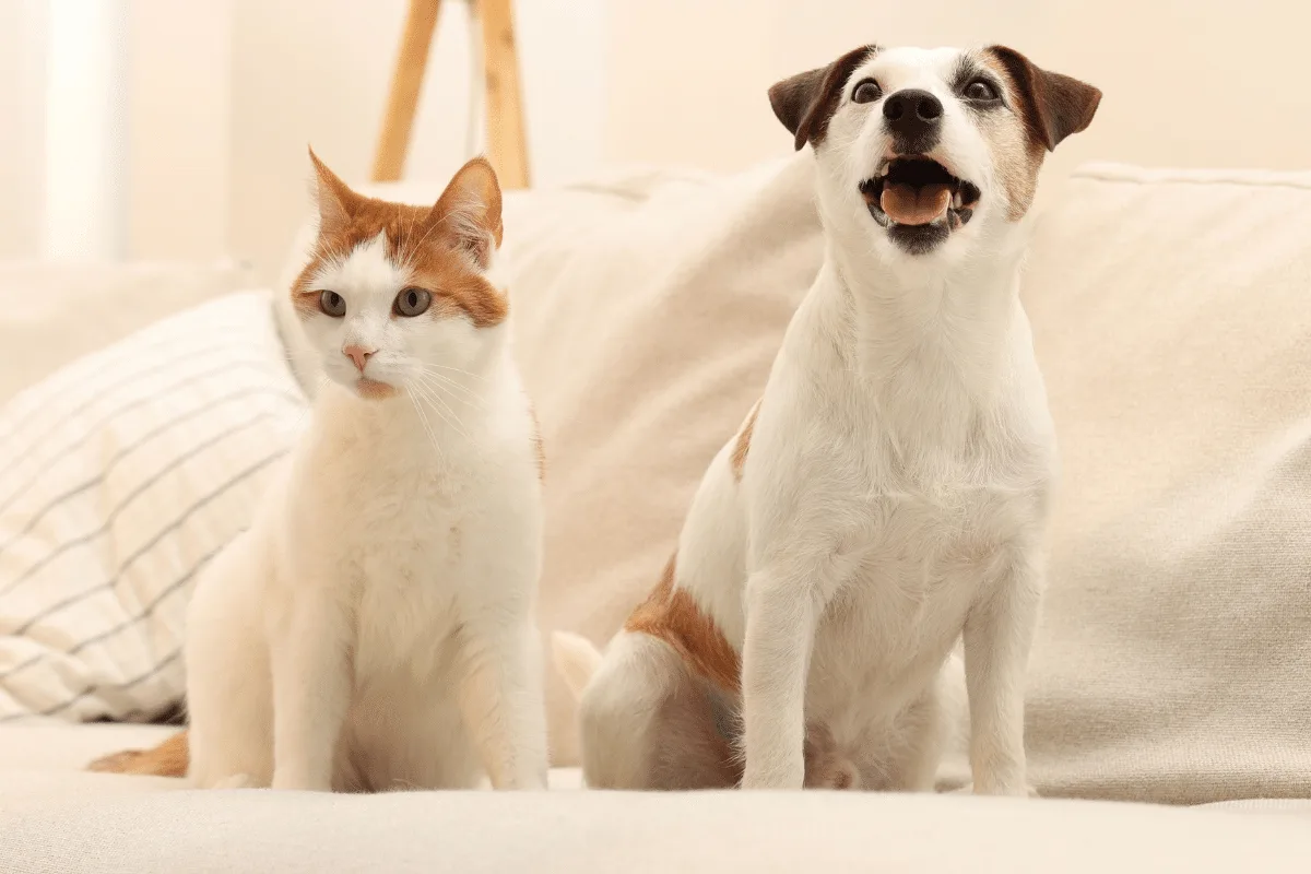 Novo pet em casa? Veja 5 erros na adaptação com o animal que já mora no lar