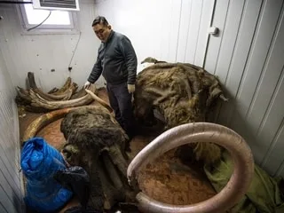 Russie : la ruée vers l’ivoire de mammouth s’intensifie avec la fonte du permafrost