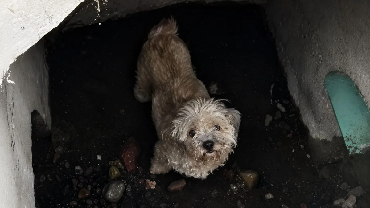 Cachorra desaparece de casa e passa quase 1 mês sem ser encontrada, até que a família descobre que ela estava presa dentro de um bueiro todo esse tempo a poucos quilômetros de casa
