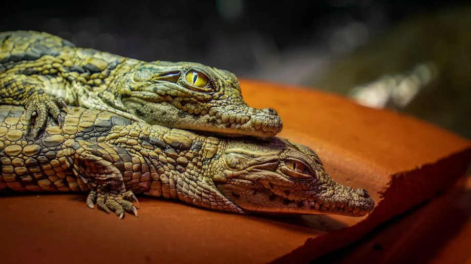 Canicule : dans la Drôme, un été tellement chaud que dix œufs de crocodile du Nil ont éclos sans intervention humaine