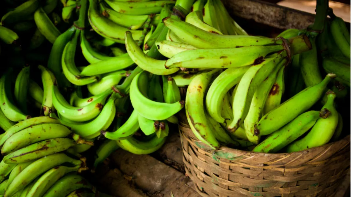 Agricultura descarta alzas del plátano pese a la sequía que afecta a zonas productoras de República Dominicana
