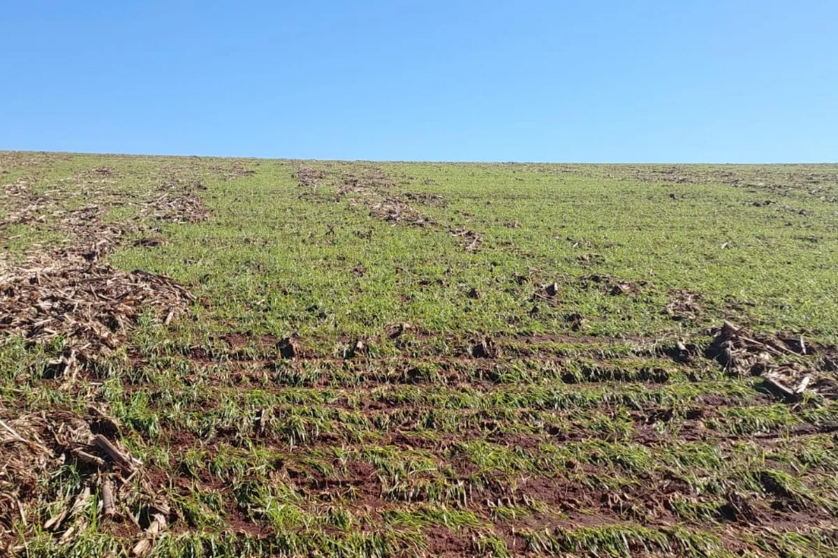 Chuvas, granizo e tornado deixam destruição em mais de 30 mil propriedades rurais e danificam lavouras no RS, diz levantamento