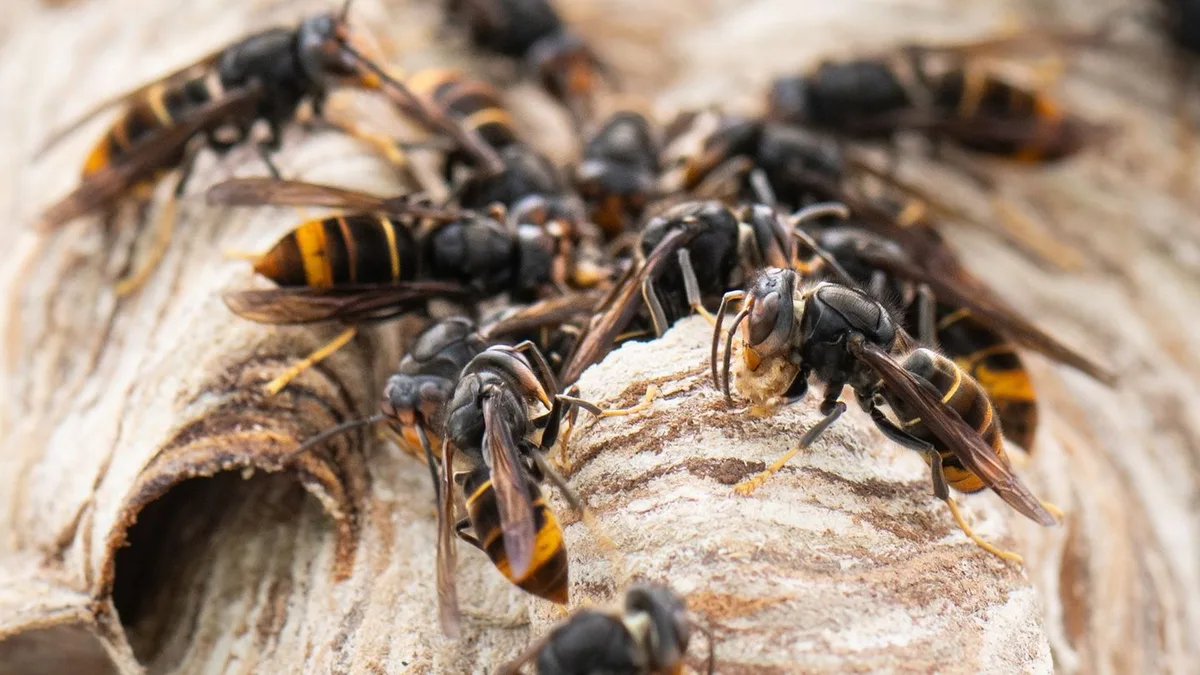 Rasante Ausbreitung: Asiatische Hornisse - rasante Zunahme von Nest-Sichtungen