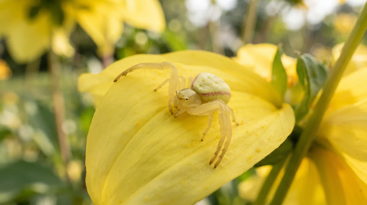 Conhecida como a rainha da emboscada nas flores, a pequena aranha venenosa muda a própria cor para se igualar às pétalas e devorar abelhas desavisadas