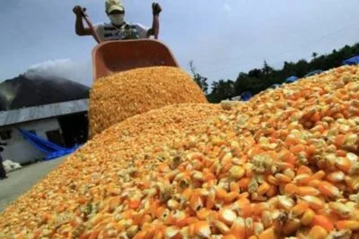 ANSA proyecta un consumo de 30 kilos de harina de maíz per cápita para diciembre