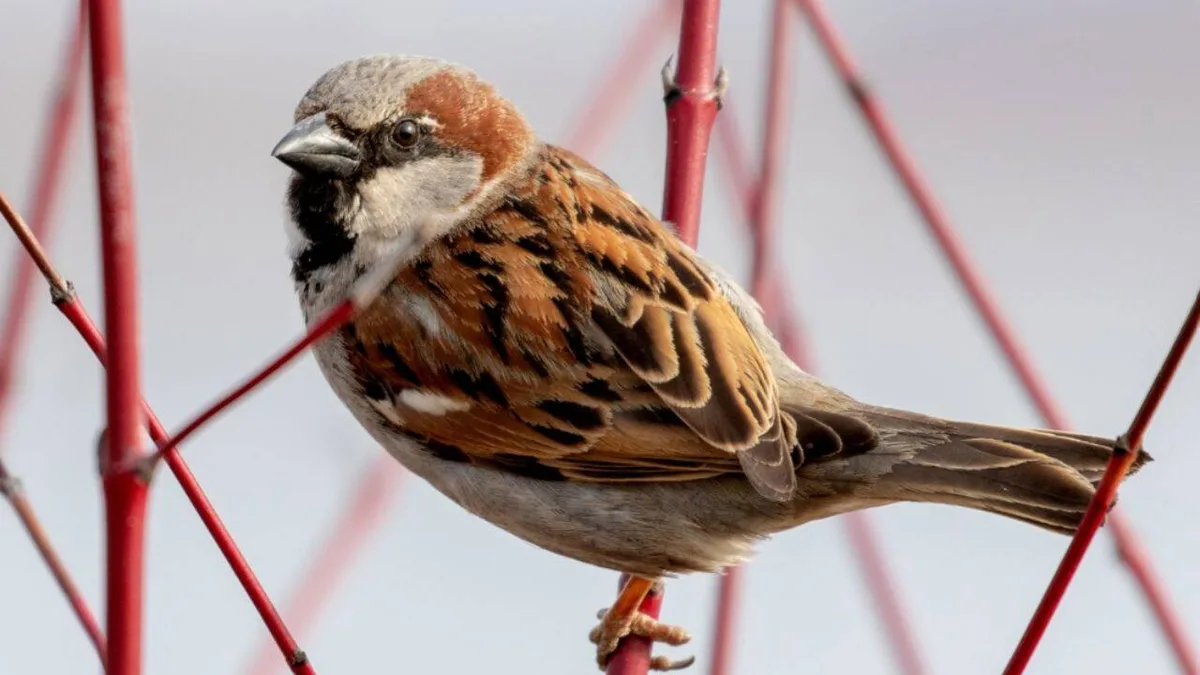 In 1867, Canterbury released 40 house sparrows to eat pests; 15 years later, they were poisoned