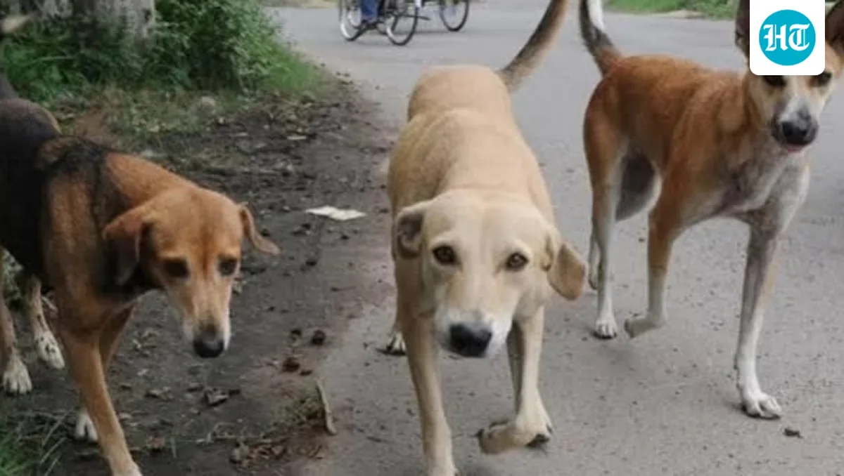 Stray dog menace forces 4-day closure of 10 schools in Chamoli's Narayanbagar