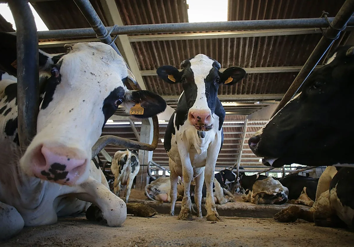 Medio Rural detecta un caso de lengua azul en una explotación bovina de Chantada, cuarto foco de 2026
