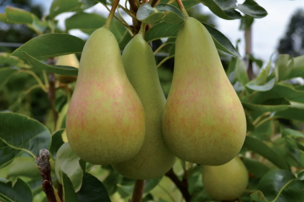 Como cultivar peras