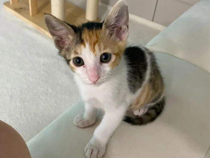 고양이 4마리 던져 죽인 20대…수사중에도 "입양 원해요"