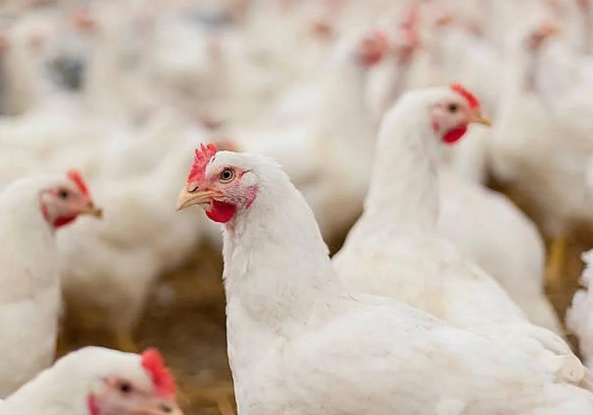 Un foco de Newcastle obliga a sacrificar 30.000 aves de una granja de Albacete