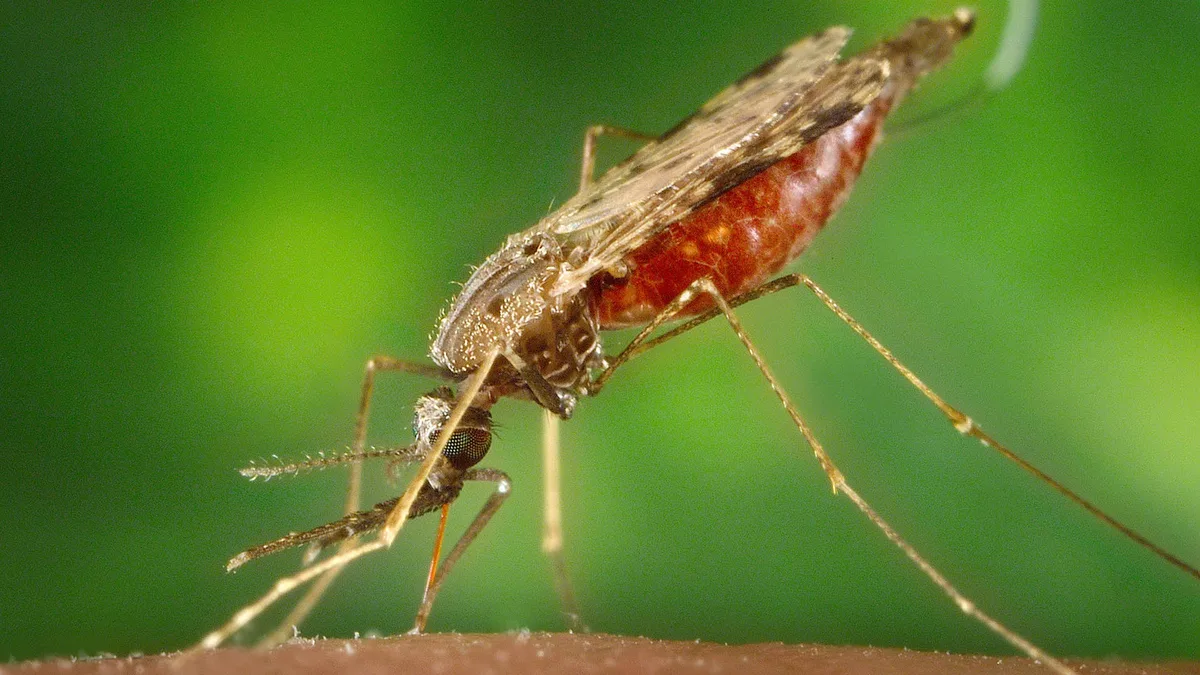 Unos 34 casos de malaria detectados en Merca Panamá fueron controlados, asegura el Ministerio de Salud