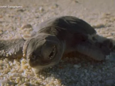 WATCH: Moment on the Earth: Baby green sea turtles delight
