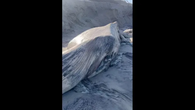 Marés expõem cadáver de baleia gigante e obrigam a novo enterro