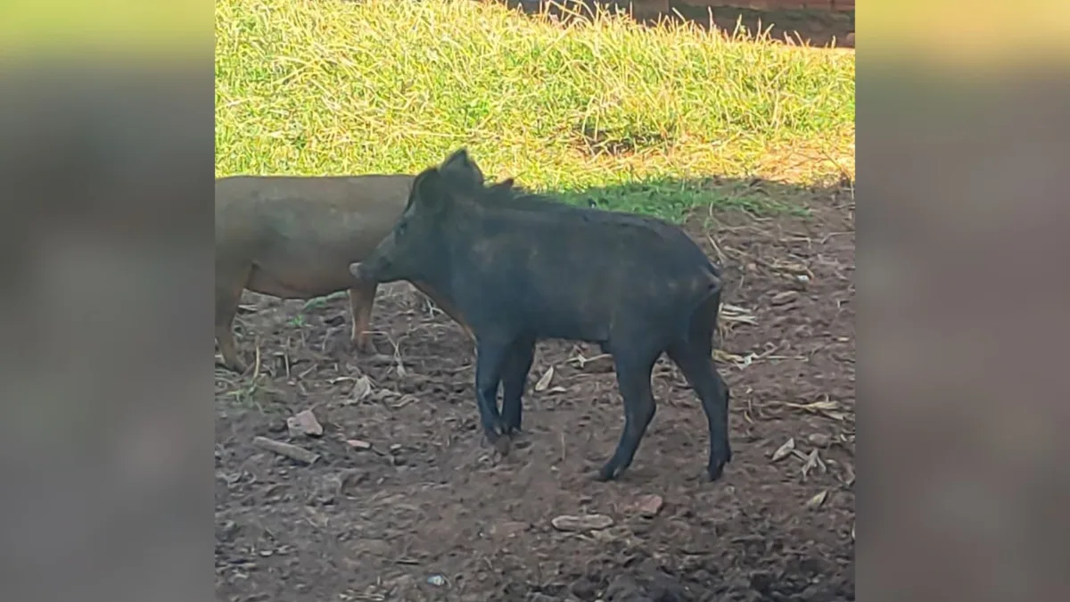 Criação irregular de javaporco e oito jabutis rende multa de R$ 6,2 mil a dono de fazenda no interior de SP