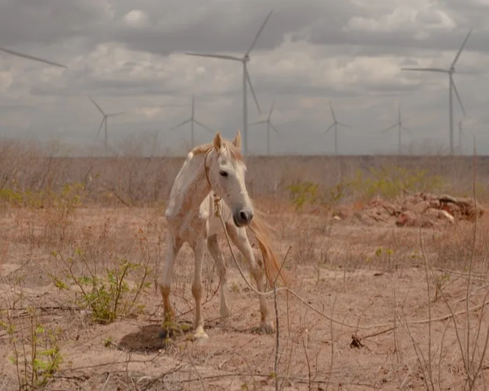 Brazil’s wind farms have been a huge success. So why isn’t everybody reaping the benefits?
