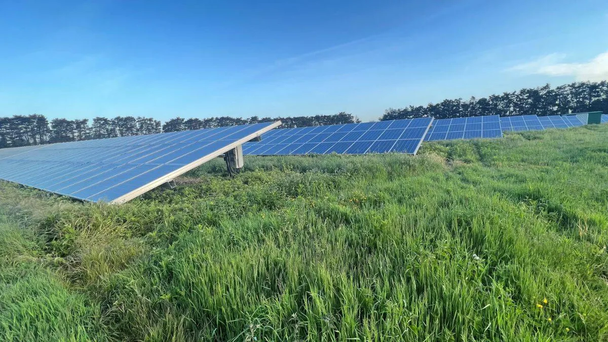 Solar farms with taller grass and wildflowers support more birds, study finds