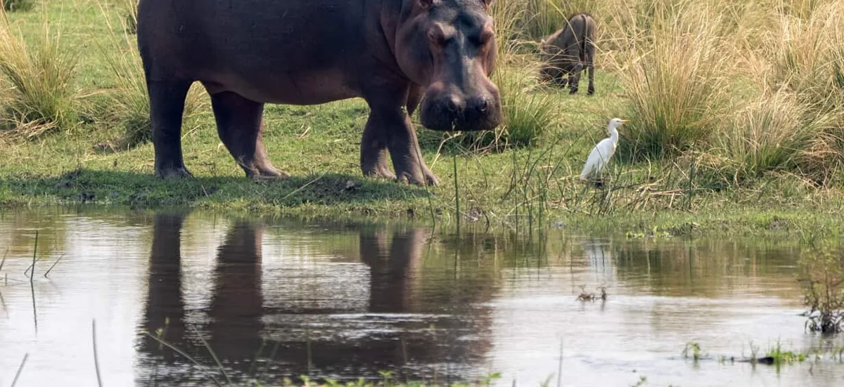 The Australian species turning up where no one wants it