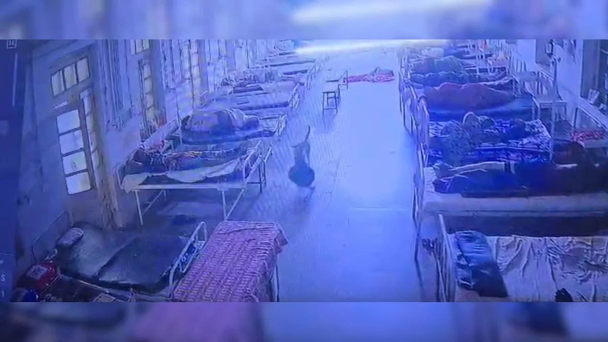 Jewellery Goes Missing From Hospital. CCTV Shows Dog Took It Away