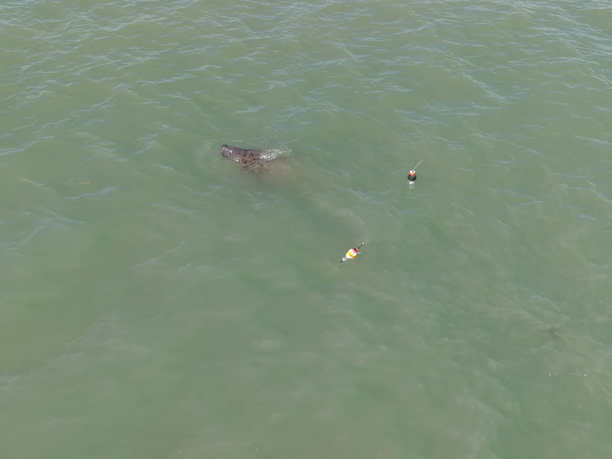 Após ser resgatada em rio de João Pessoa, peixe-boi-marinho é visto com outros animais em Cabedelo; VÍDEO