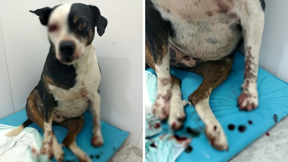 Cachorra leva marteladas após suposto ataque a menino de 9 anos em SC