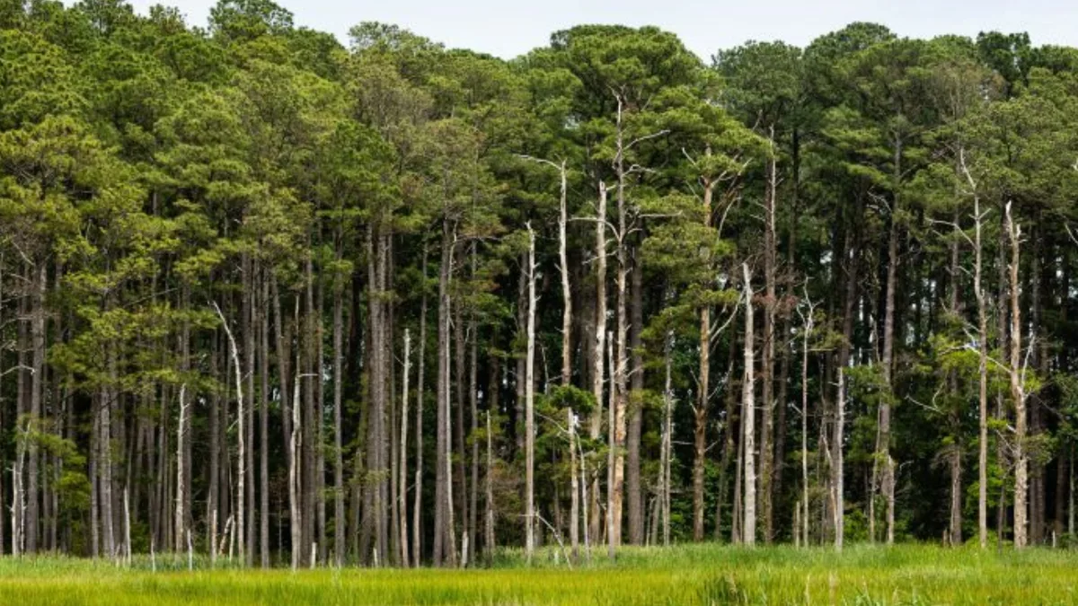 In 1990, Tennessee siblings planted 240 acres of former fields and pastures with loblolly pine...