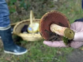 Les plantes et les champignons comestibles peuvent être contaminés par des parasites, voici comment s’en protéger