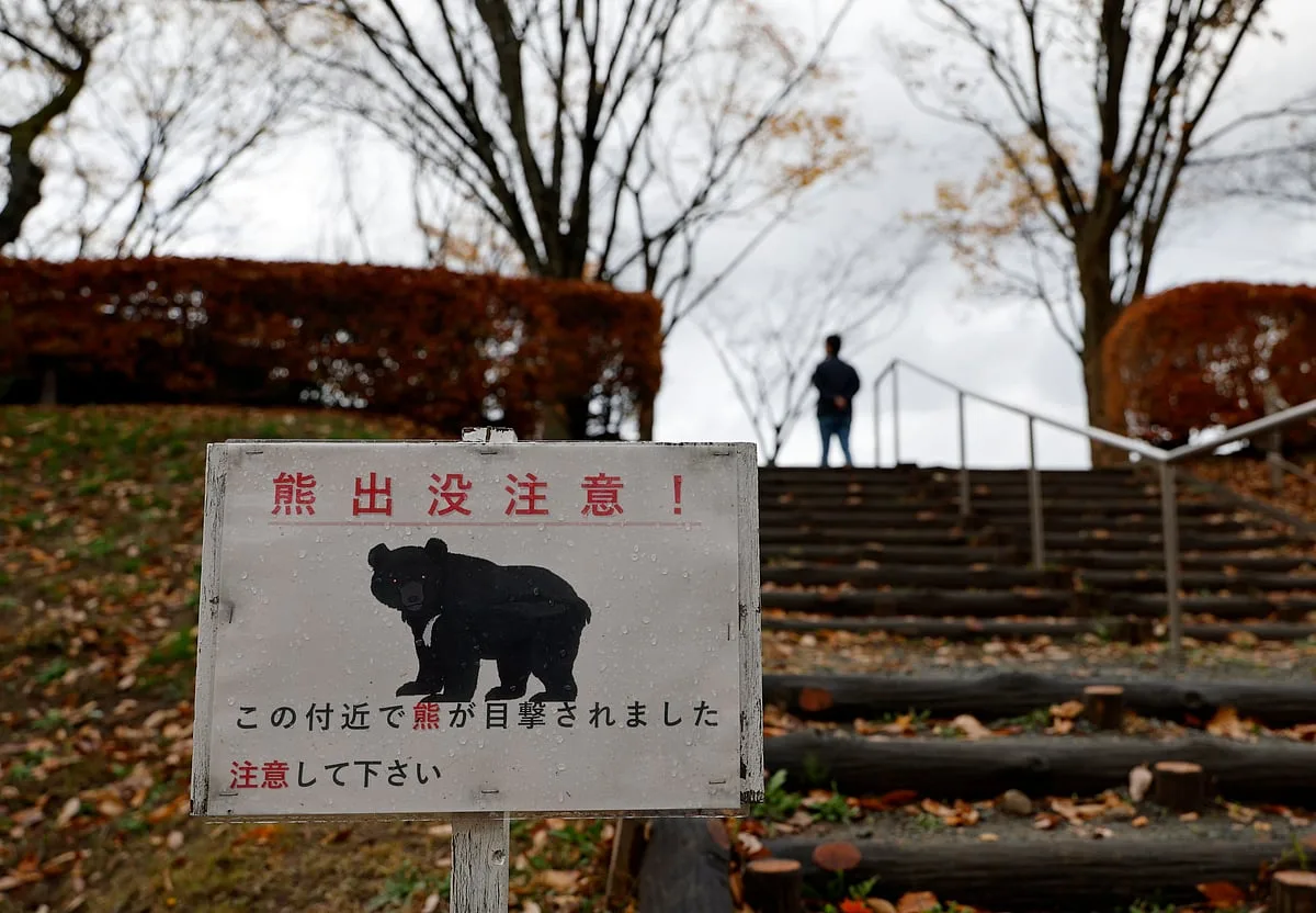 Um problema de ursos. Japão abateu 14 mil após onda de ataques mortíferos