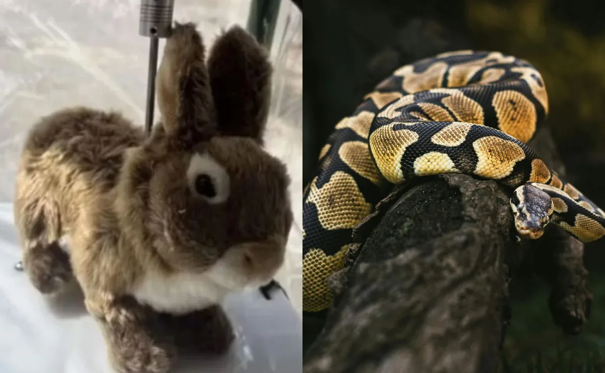 Flórida usa coelhos robôs para eliminar população de cobras e proteger bioma; veja o resultado